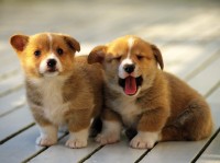 Sự tiện lợi của khăn ăn đối với nhà hàng